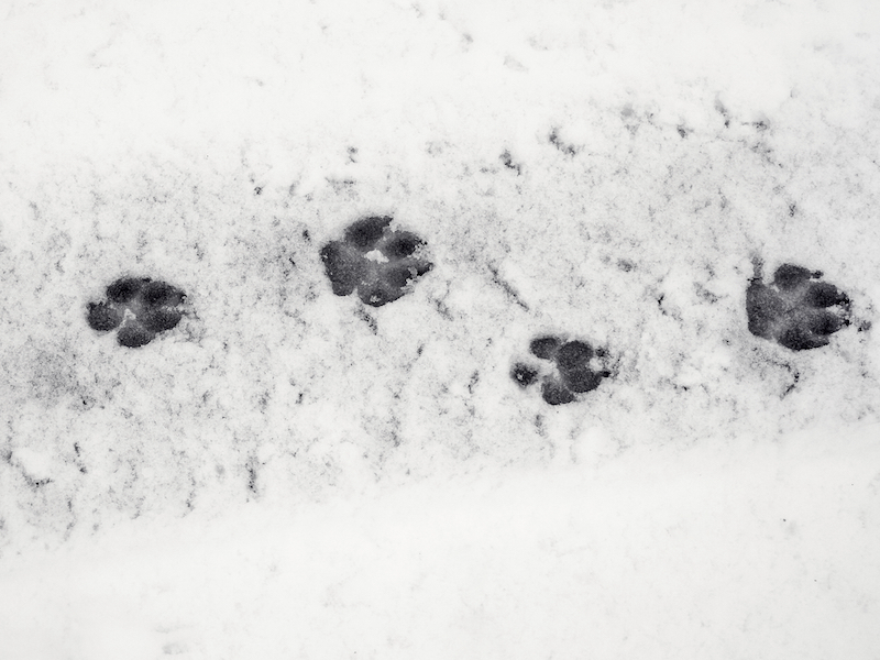 Spuren im Schnee