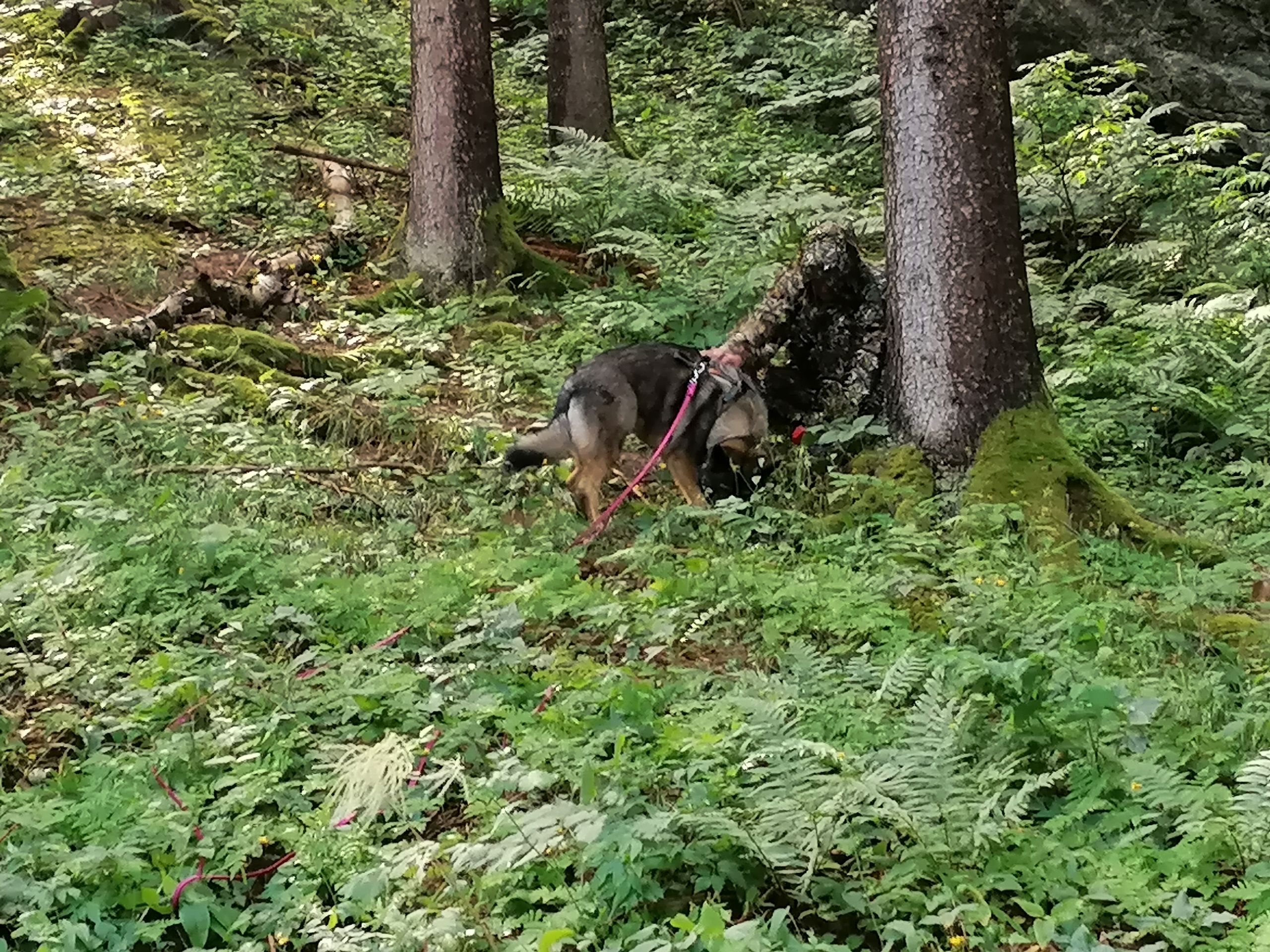 Finstergrün